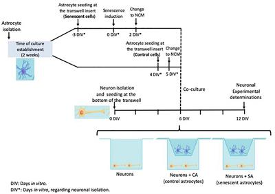 Senescence in Primary Rat Astrocytes Induces Loss of the Mitochondrial Membrane Potential and Alters Mitochondrial Dynamics in Cortical Neurons